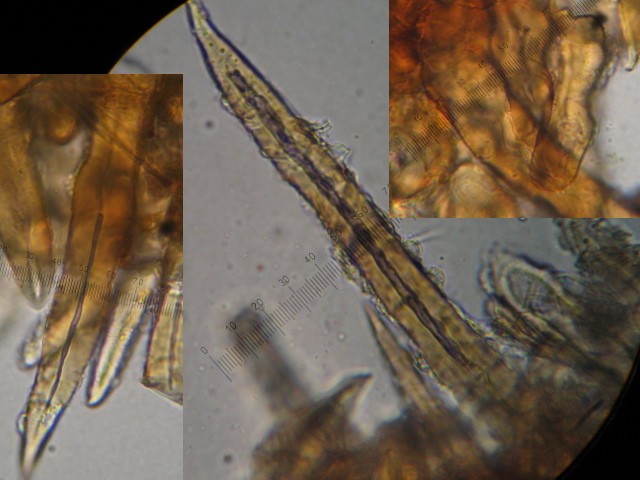 macrostoma