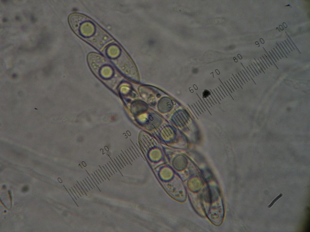macrostoma