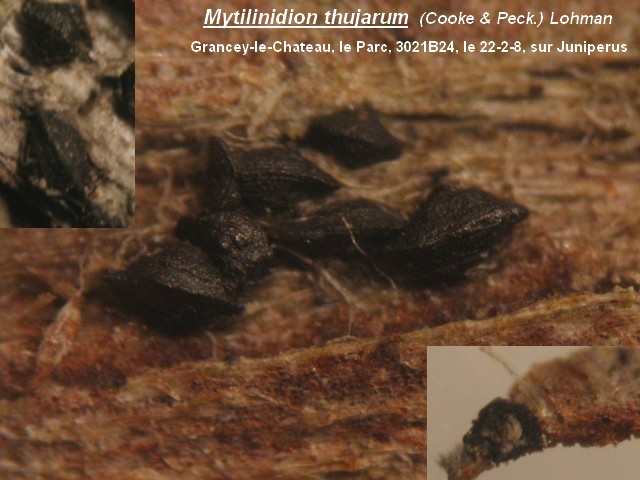 macrostoma