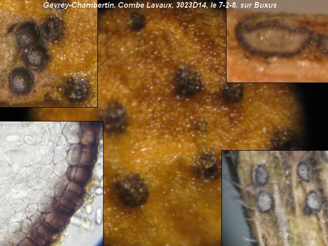 macrostoma