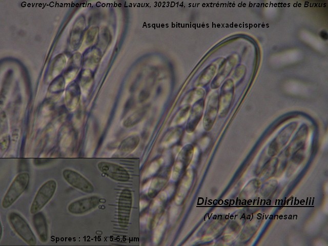 macrostoma
