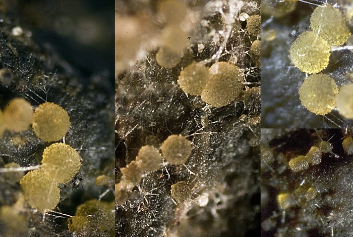 macrostoma