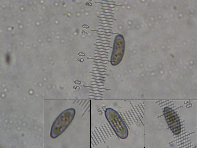macrostoma