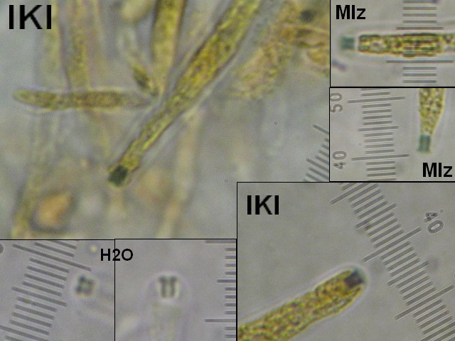 macrostoma