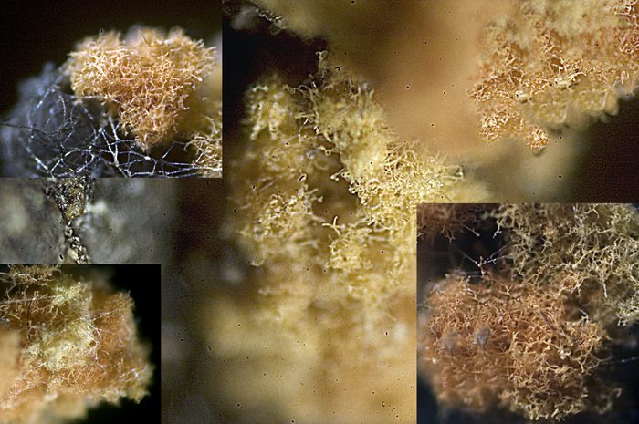 macrostoma