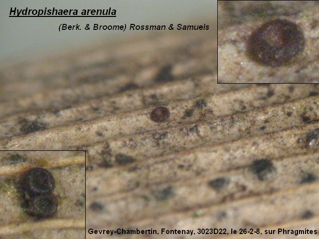 macrostoma