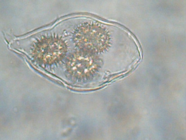 macrostoma