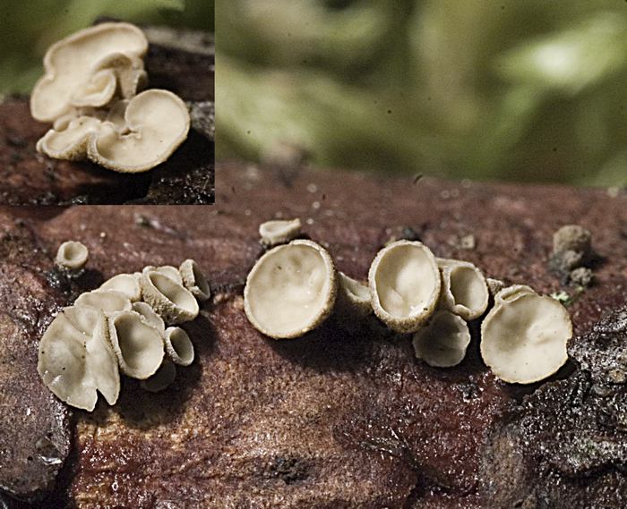 macrostoma