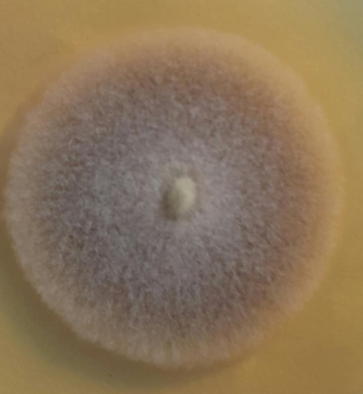 macrostoma