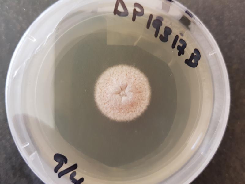 macrostoma