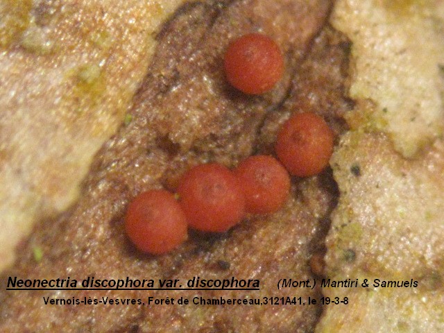 macrostoma