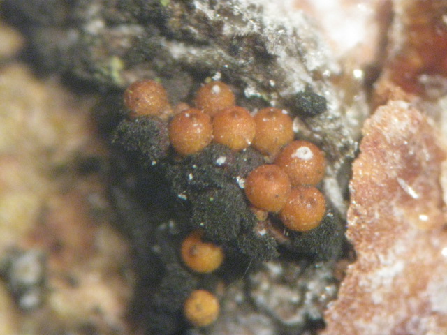 macrostoma