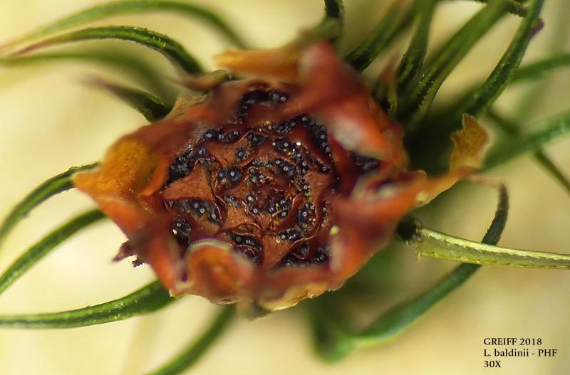macrostoma