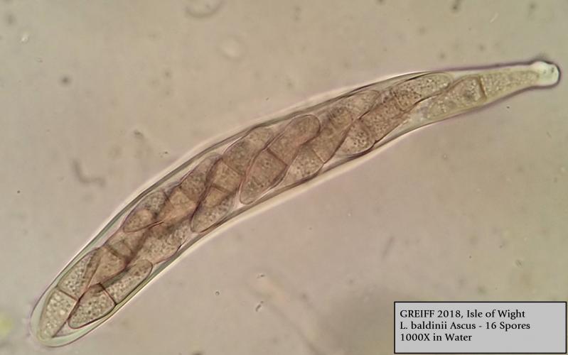 macrostoma