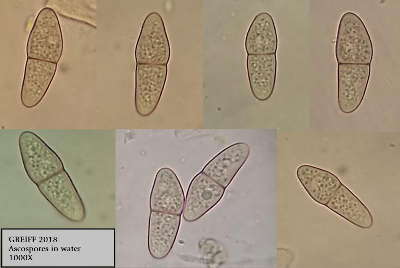 macrostoma