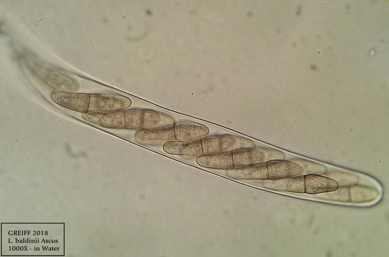 macrostoma