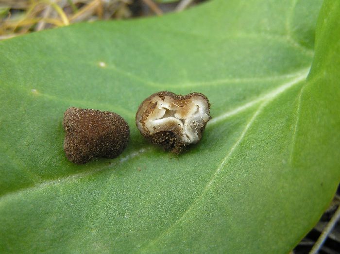 macrostoma