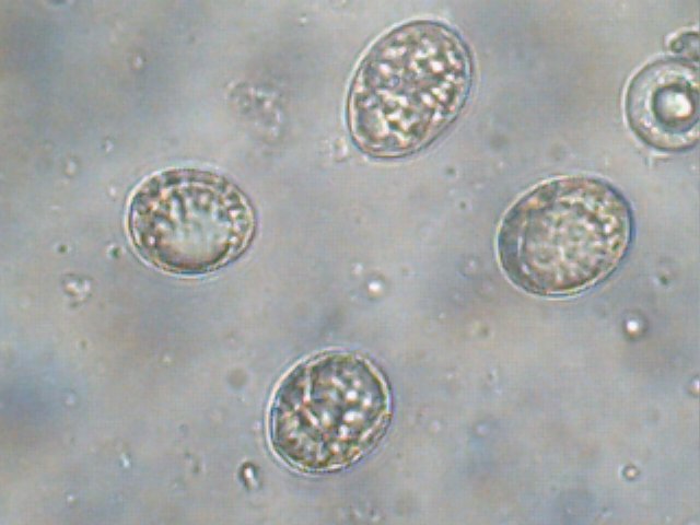 macrostoma
