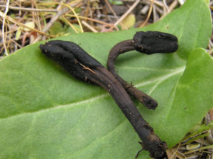 macrostoma