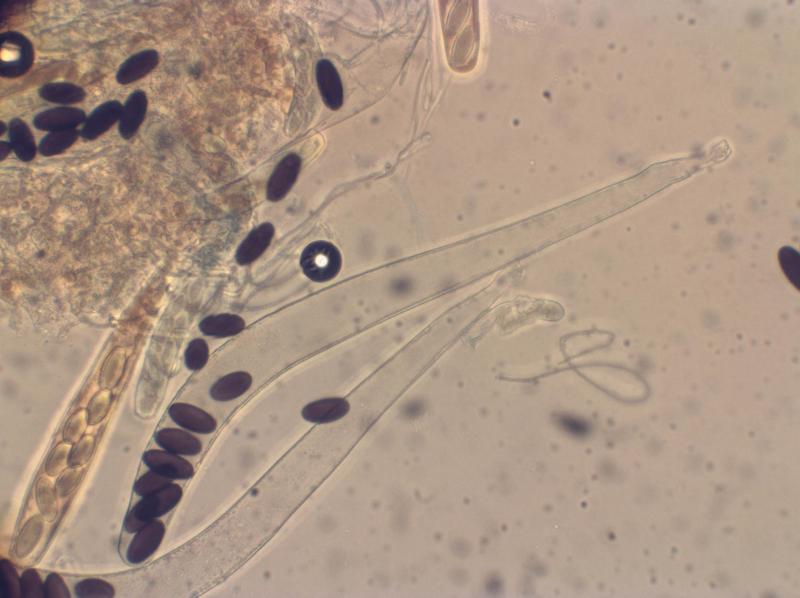 macrostoma