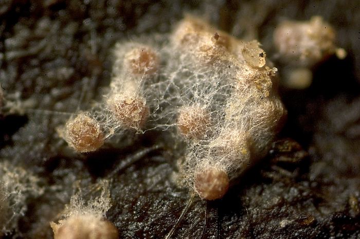 macrostoma