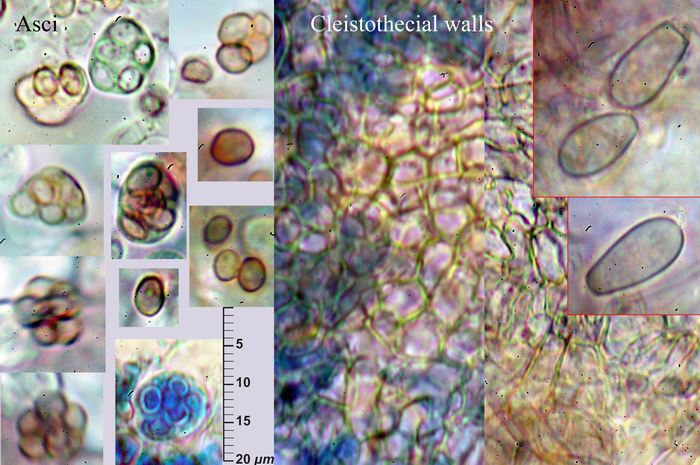 macrostoma