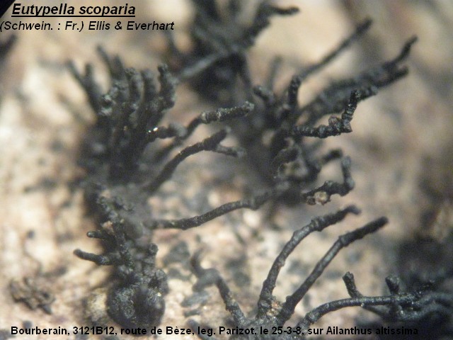 macrostoma