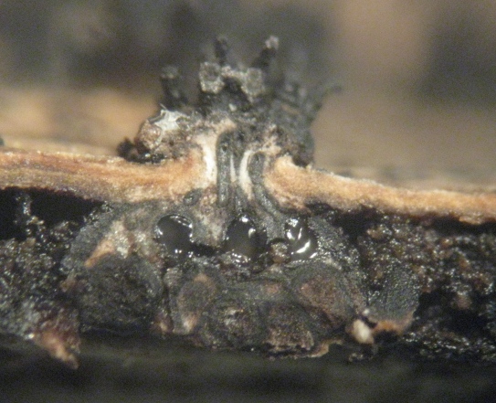 macrostoma