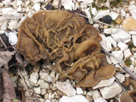 macrostoma