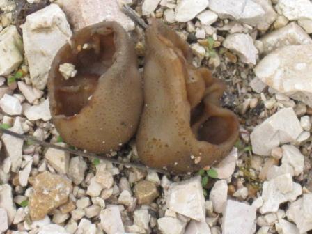 macrostoma