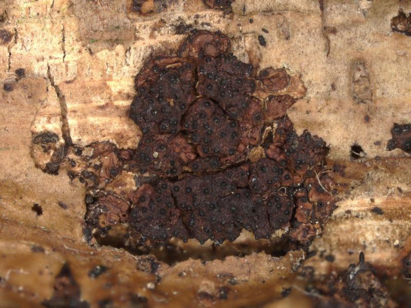 macrostoma