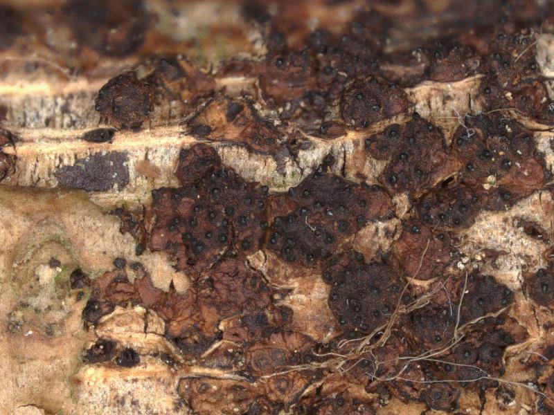 macrostoma
