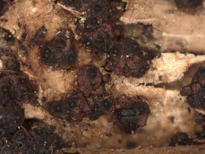 macrostoma