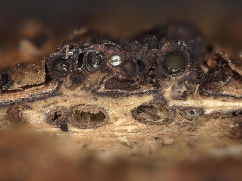 macrostoma