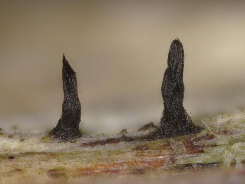 macrostoma