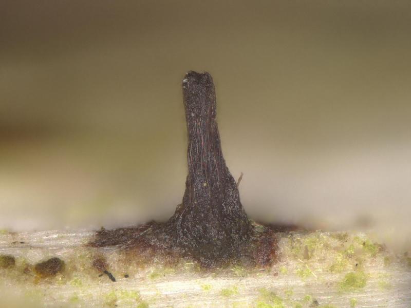 macrostoma