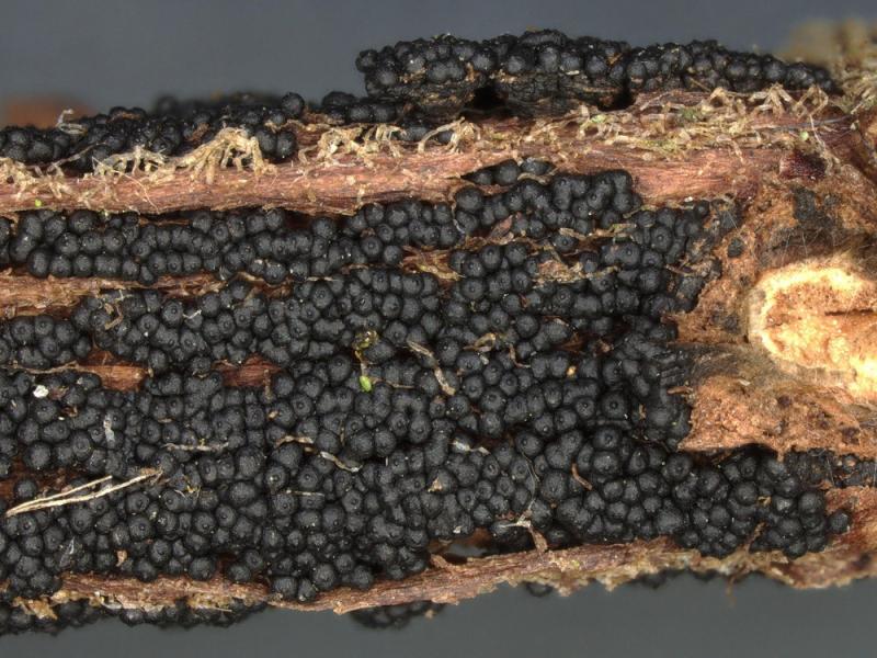 macrostoma