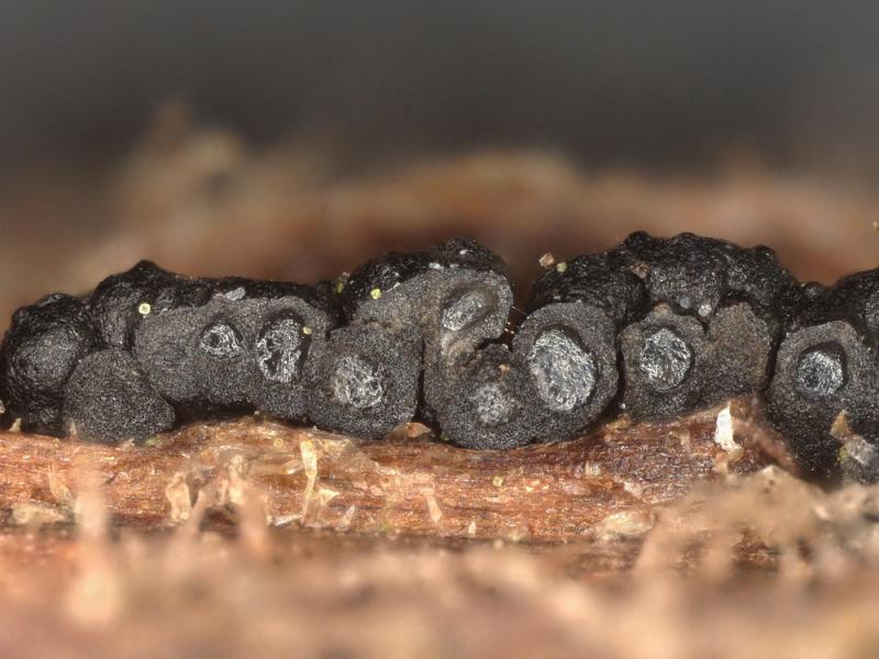 macrostoma