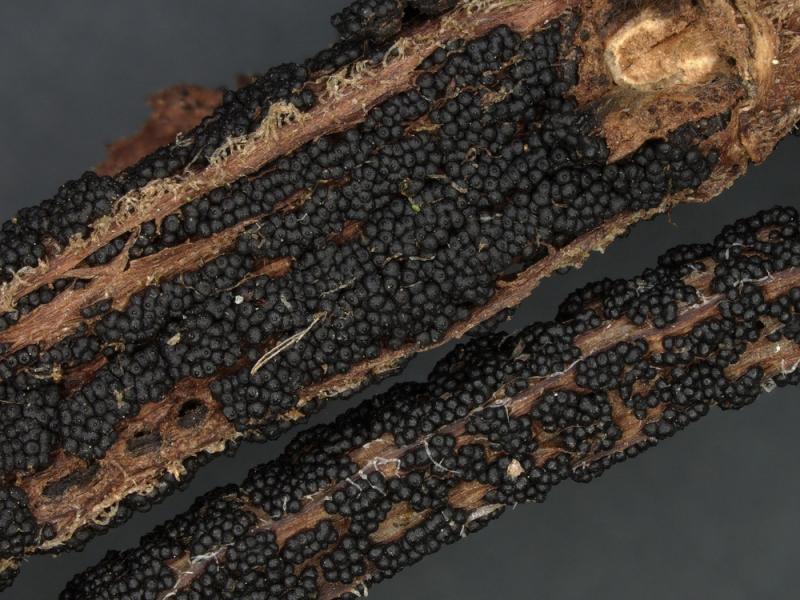 macrostoma