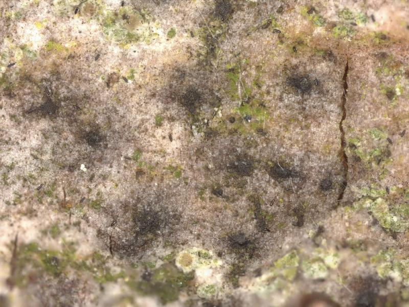 macrostoma