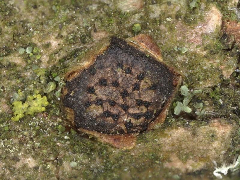 macrostoma