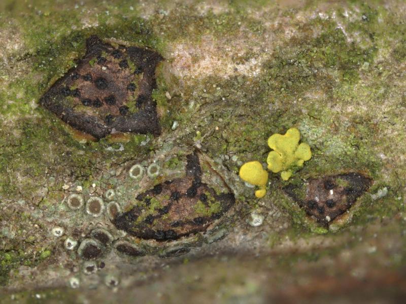 macrostoma
