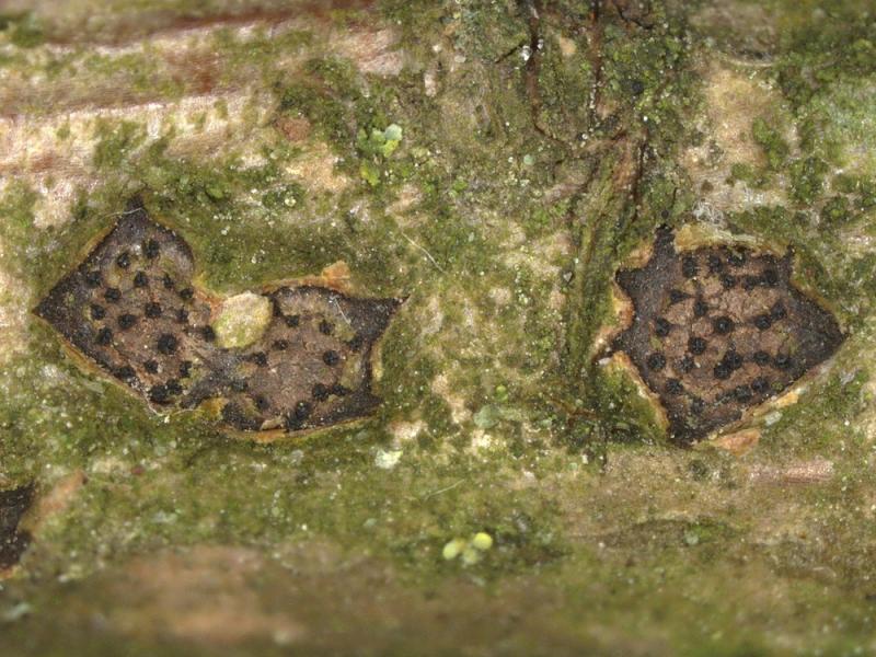 macrostoma