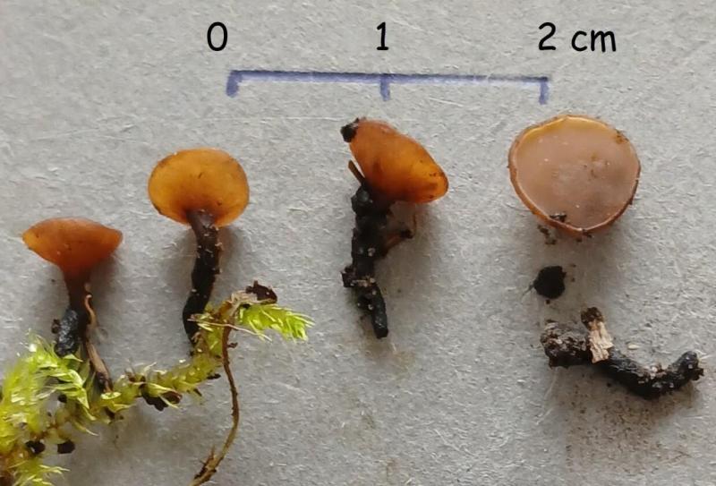 macrostoma