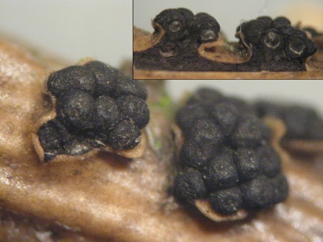 macrostoma