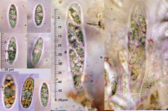 macrostoma