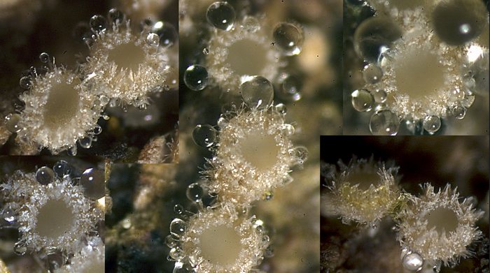 macrostoma