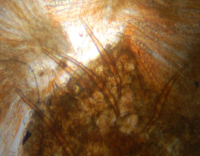 macrostoma