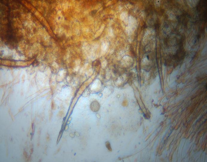 macrostoma