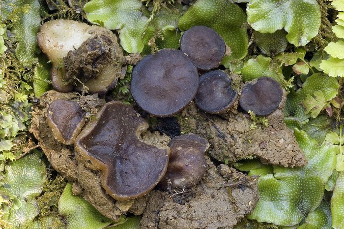 macrostoma